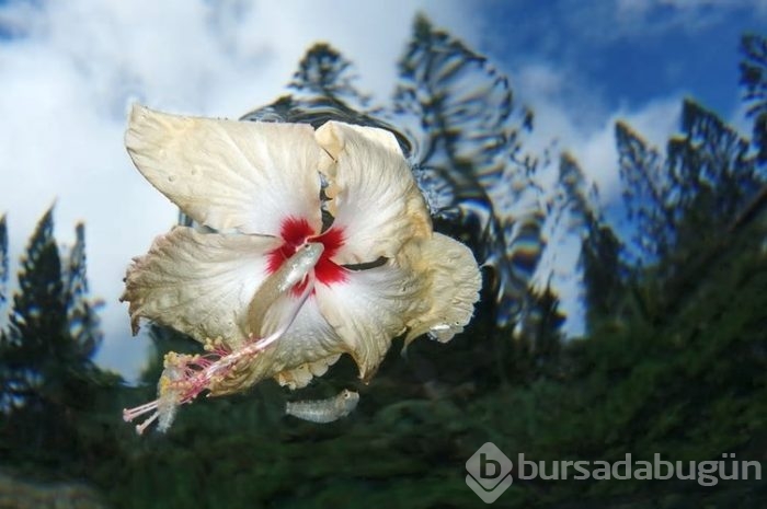 2018'in en iyi su altı fotoğrafları
