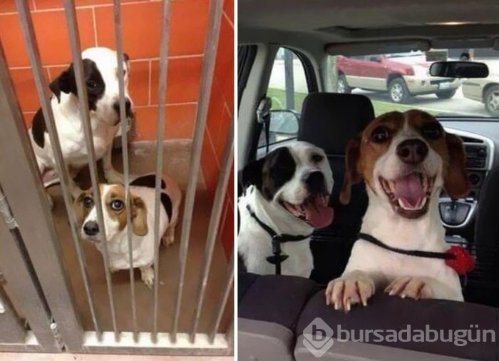 Sahiplenilen hayvanların büyük değişimi