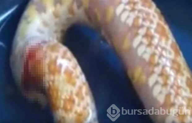 Vahşi doğadan ilk kez göreceğiniz çarpı anlar
