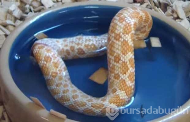 Vahşi doğadan ilk kez göreceğiniz çarpı anlar
