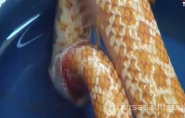 Vahşi doğadan ilk kez göreceğiniz çarpı anlar
