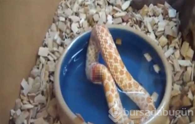 Vahşi doğadan ilk kez göreceğiniz çarpı anlar
