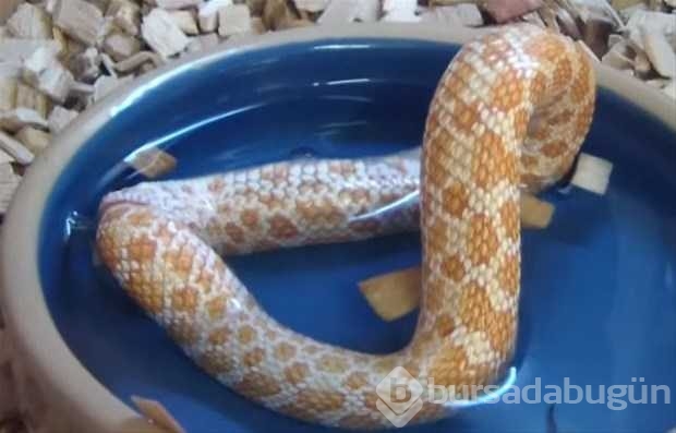 Vahşi doğadan ilk kez göreceğiniz çarpı anlar
