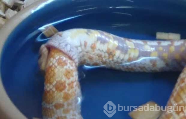 Vahşi doğadan ilk kez göreceğiniz çarpı anlar
