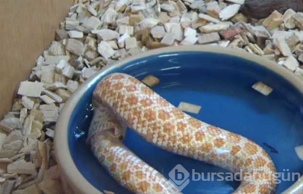 Vahşi doğadan ilk kez göreceğiniz çarpı anlar
