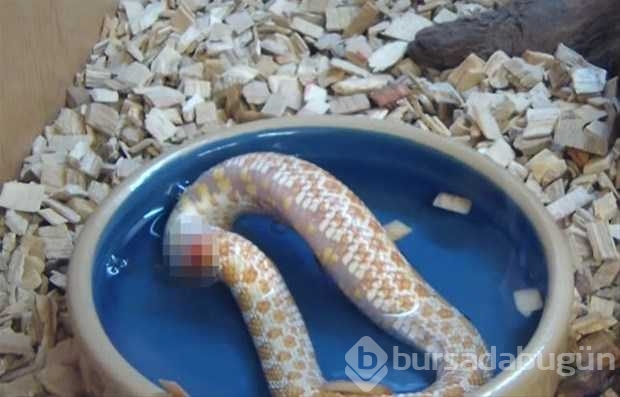 Vahşi doğadan ilk kez göreceğiniz çarpı anlar
