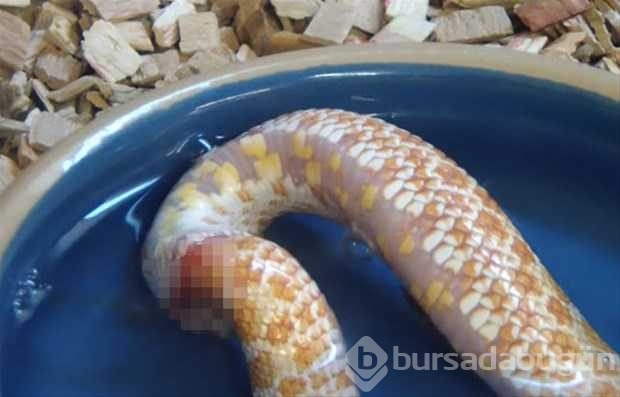Vahşi doğadan ilk kez göreceğiniz çarpı anlar
