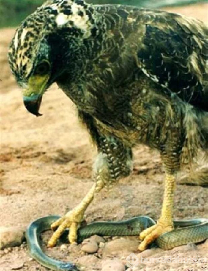 Vahşi doğadan ilk kez göreceğiniz çarpı anlar
