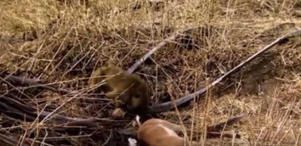 Vahşi doğadan ilk kez göreceğiniz çarpı anlar
