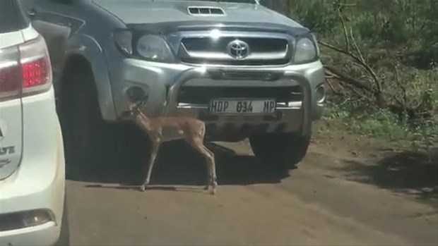 Vahşi doğadan ilk kez göreceğiniz çarpı anlar
