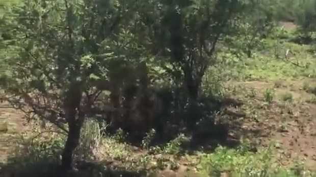 Vahşi doğadan ilk kez göreceğiniz çarpı anlar

