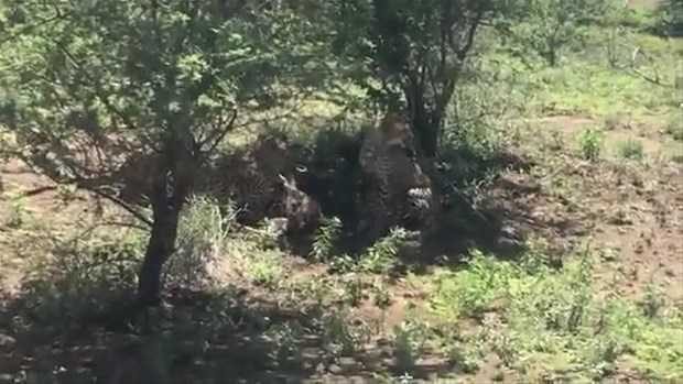 Vahşi doğadan ilk kez göreceğiniz çarpı anlar
