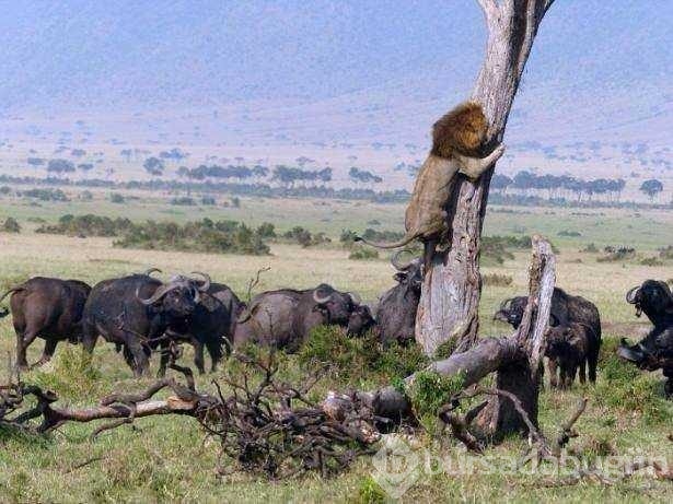 Vahşi doğadan ilk kez göreceğiniz çarpı anlar
