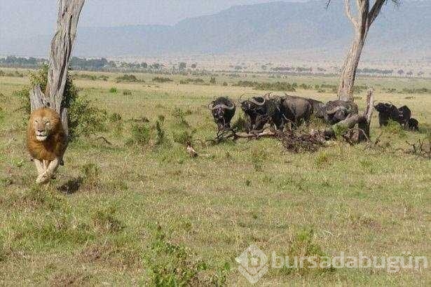 Vahşi doğadan ilk kez göreceğiniz çarpı anlar

