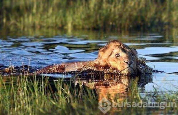 Vahşi doğadan ilk kez göreceğiniz çarpı anlar
