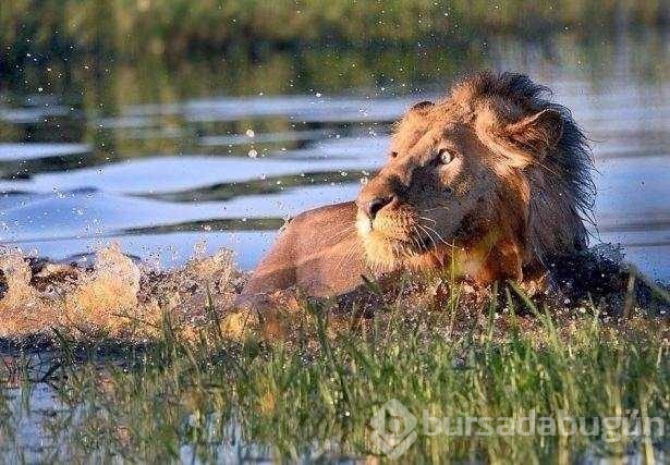 Vahşi doğadan ilk kez göreceğiniz çarpı anlar
