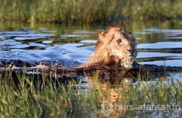 Vahşi doğadan ilk kez göreceğiniz çarpı anlar
