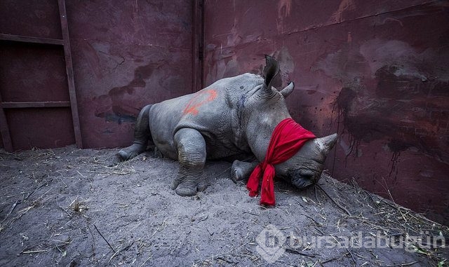 Dünyanın en iyi fotoğrafı olmak için yarışıyorlar!
