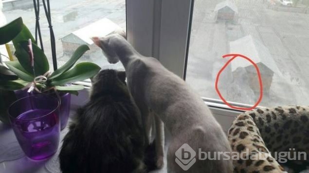 Sosyal medyada günün en çok paylaşılan fotoğrafları
