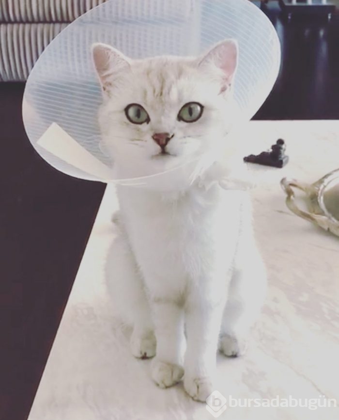 Gonca Vuslateri köpekleri için taşınıyor! (Ünlülerin hayvanları)