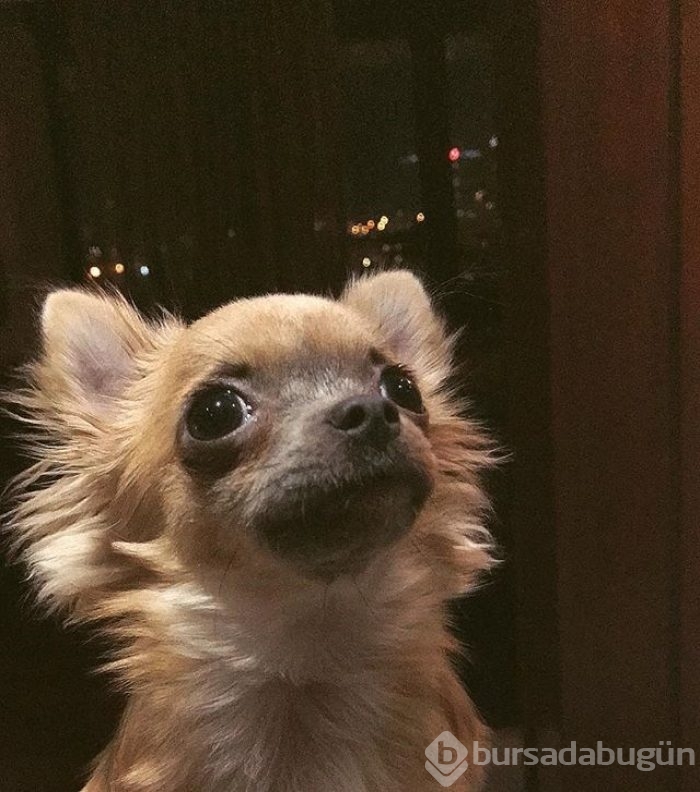 Gonca Vuslateri köpekleri için taşınıyor! (Ünlülerin hayvanları)