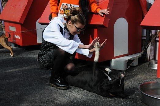 Gonca Vuslateri köpekleri için taşınıyor! (Ünlülerin hayvanları)