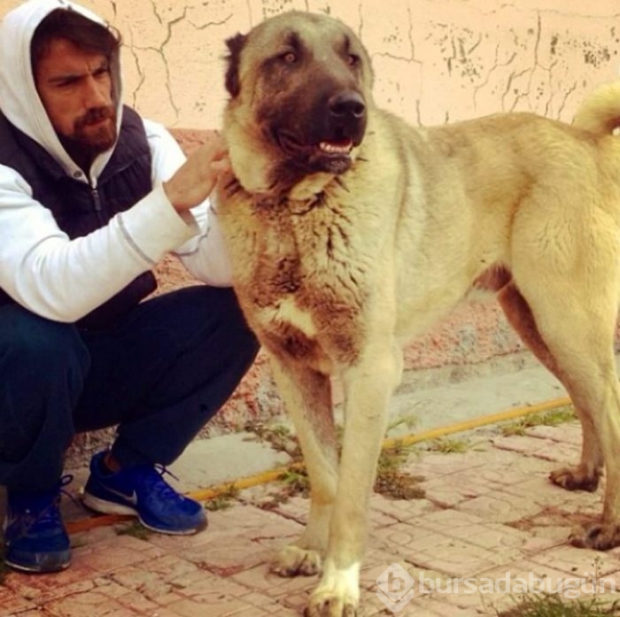 Gonca Vuslateri köpekleri için taşınıyor! (Ünlülerin hayvanları)