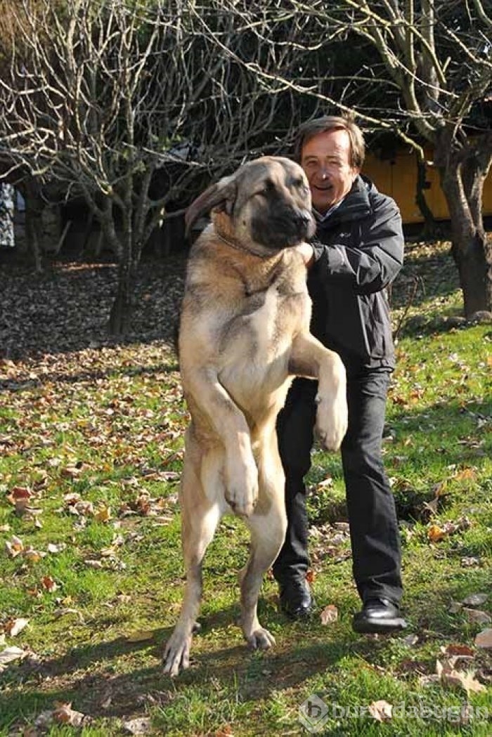 Gonca Vuslateri köpekleri için taşınıyor! (Ünlülerin hayvanları)