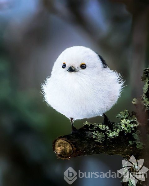 Gerçek dünyada Angry Birds'ler
