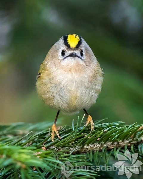 Gerçek dünyada Angry Birds'ler

