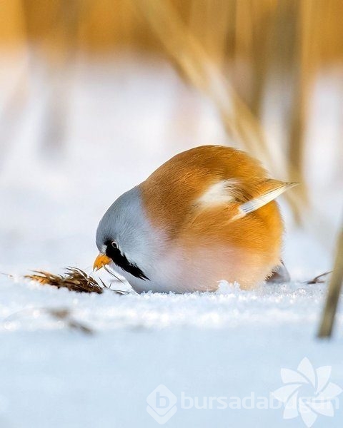Gerçek dünyada Angry Birds'ler
