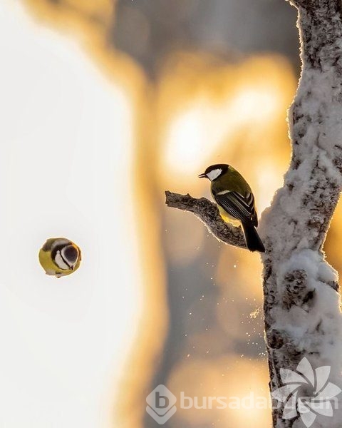 Gerçek dünyada Angry Birds'ler
