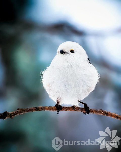 Gerçek dünyada Angry Birds'ler

