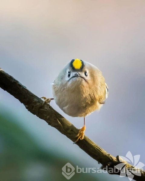Gerçek dünyada Angry Birds'ler
