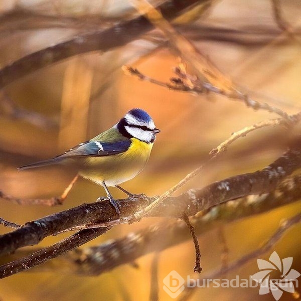Gerçek dünyada Angry Birds'ler
