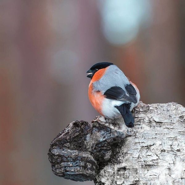 Gerçek dünyada Angry Birds'ler
