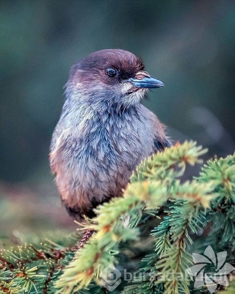 Gerçek dünyada Angry Birds'ler
