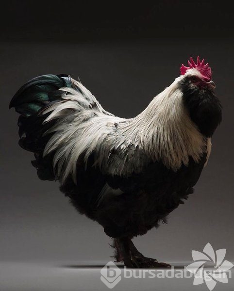 Dünyanın en güzel 30 tavuğu
