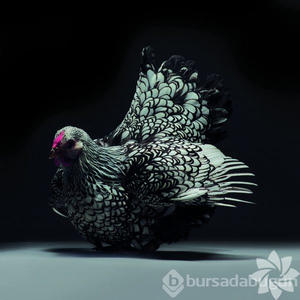 Dünyanın en güzel 30 tavuğu
