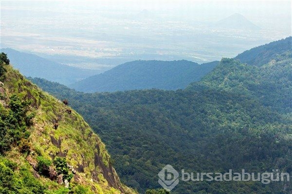 Vahşi doğada ilginç anlar
