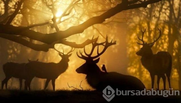 O anlar hayran bırakıyor
