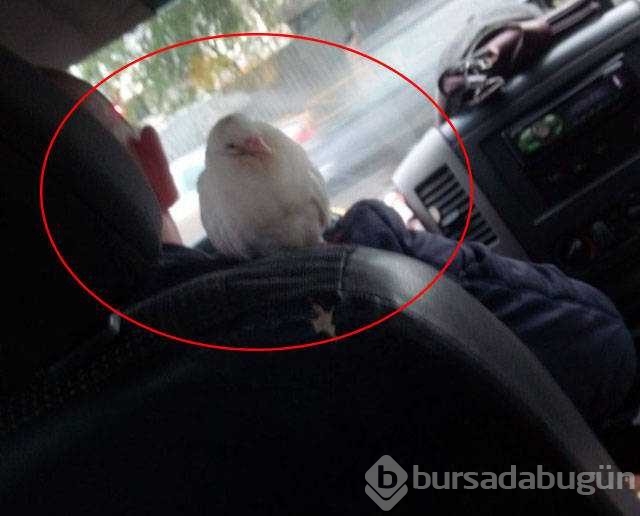 Rusya'dan akıllara zarar fotoğraflar
