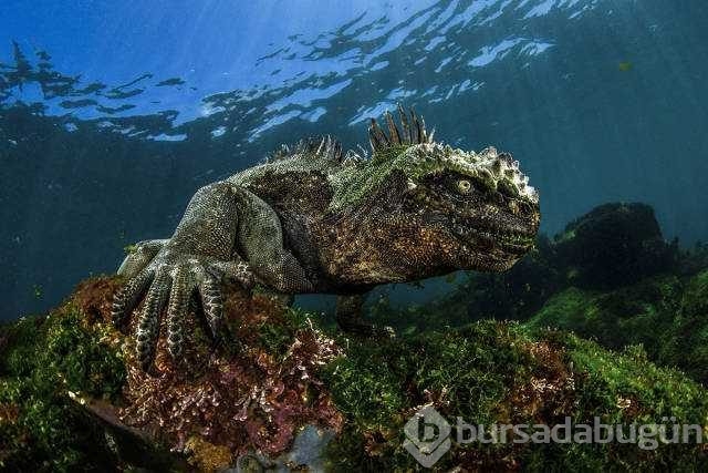 Günün en çok paylaşılan fotoğrafları

