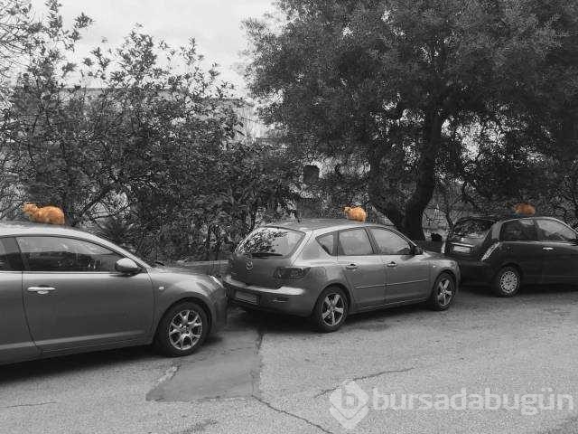 Günün en çok paylaşılan fotoğrafları