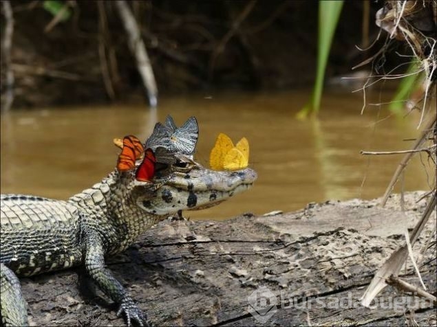 Günün en çok paylaşılan fotoğrafları
