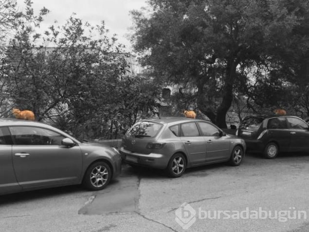 Günün en çok paylaşılan fotoğrafları
