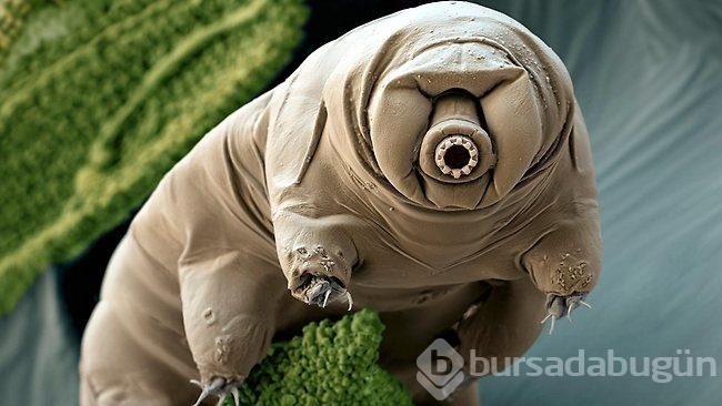 Dünyanın en dayanıklı canlısı: Tardigrad