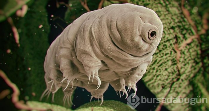 Dünyanın en dayanıklı canlısı: Tardigrad