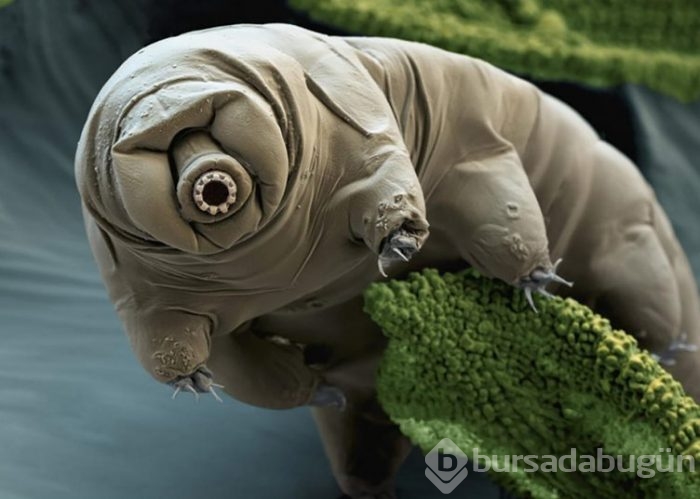 Dünyanın en dayanıklı canlısı: Tardigrad