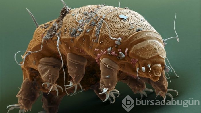 Dünyanın en dayanıklı canlısı: Tardigrad